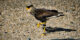 2021-10-29 - Parc de Courzieu - Rapaces - Caracara - 04